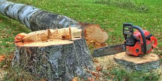 Best Tree Removal  in Laguna Niguel, CA