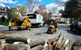 Best Root Management and Removal  in Laguna Niguel, CA