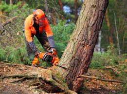 Best Lot and Land Clearing  in Laguna Niguel, CA
