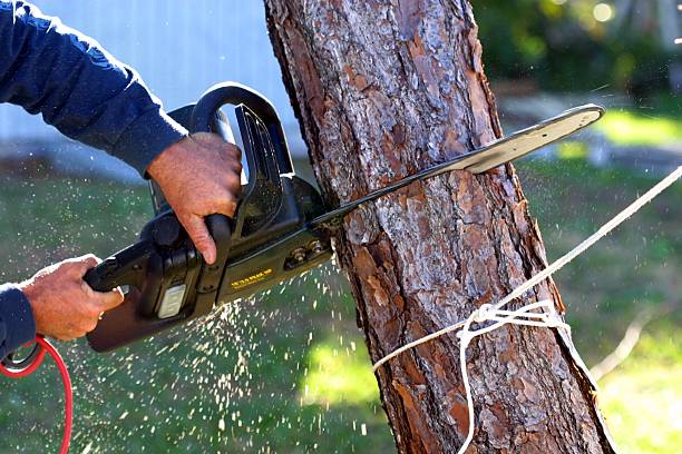 Best Tree Trimming and Pruning  in Laguna Niguel, CA