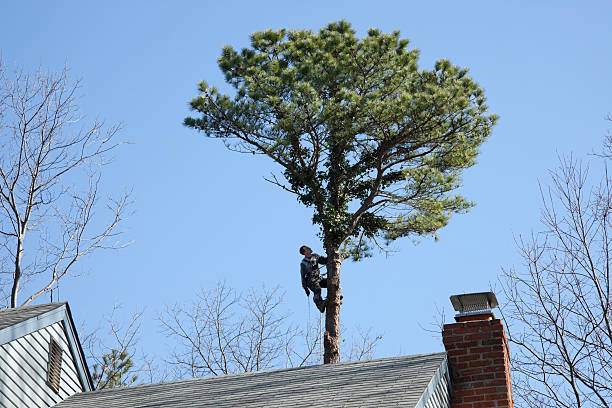  Laguna Niguel, CA Tree Care Pros