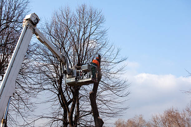 Best Utility Line Clearance  in Laguna Niguel, CA