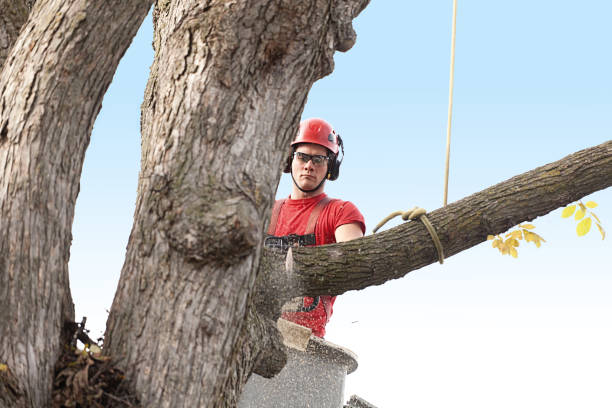Tree and Shrub Care in Laguna Niguel, CA